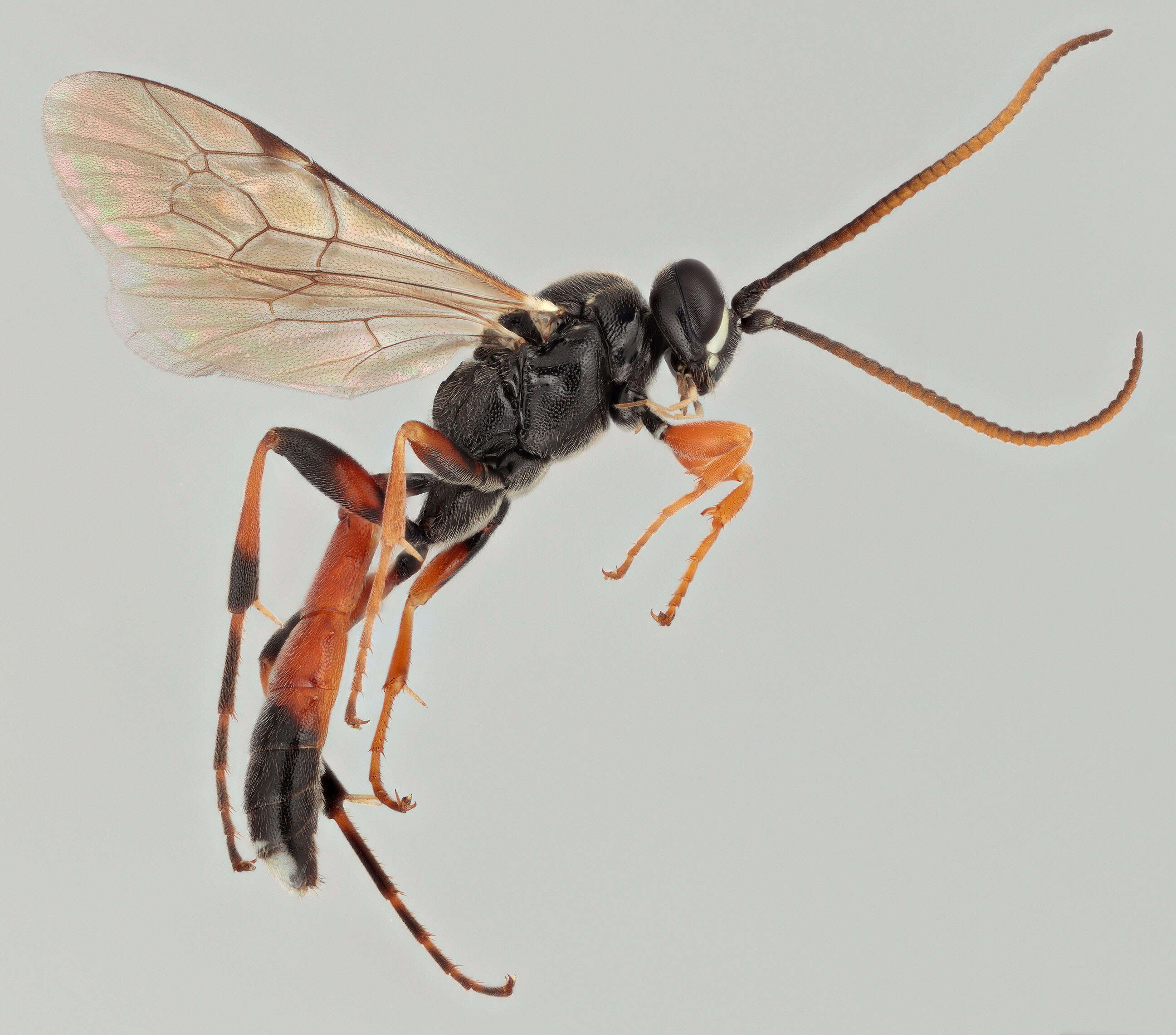 Image of Barichneumon chionomus (Wesmael 1845)