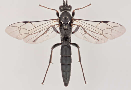 Image of Coelichneumon comitator (Linnaeus 1758)