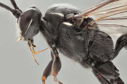 Image of Coelichneumon comitator (Linnaeus 1758)