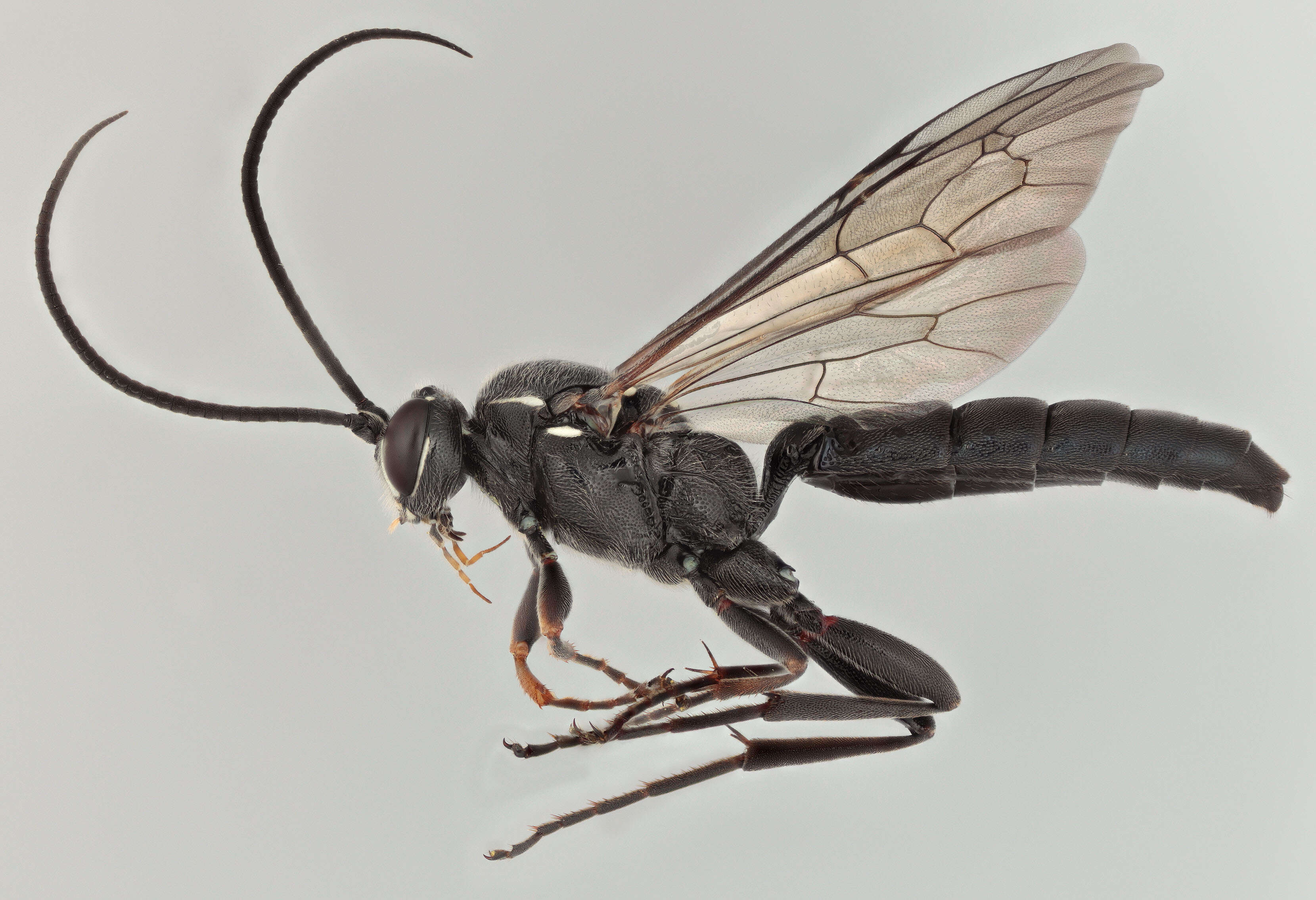 Image of Coelichneumon comitator (Linnaeus 1758)