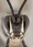 Image of Coelichneumon comitator (Linnaeus 1758)