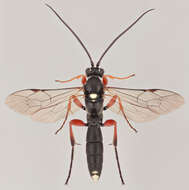 Virgichneumon maculicauda (Perkins 1953)的圖片