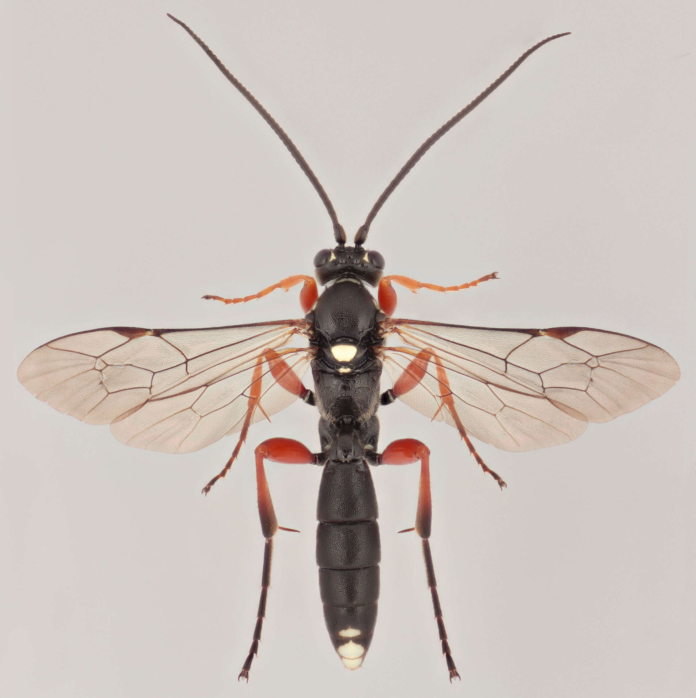 Image of Virgichneumon maculicauda (Perkins 1953)