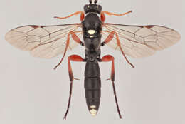 Virgichneumon maculicauda (Perkins 1953)的圖片