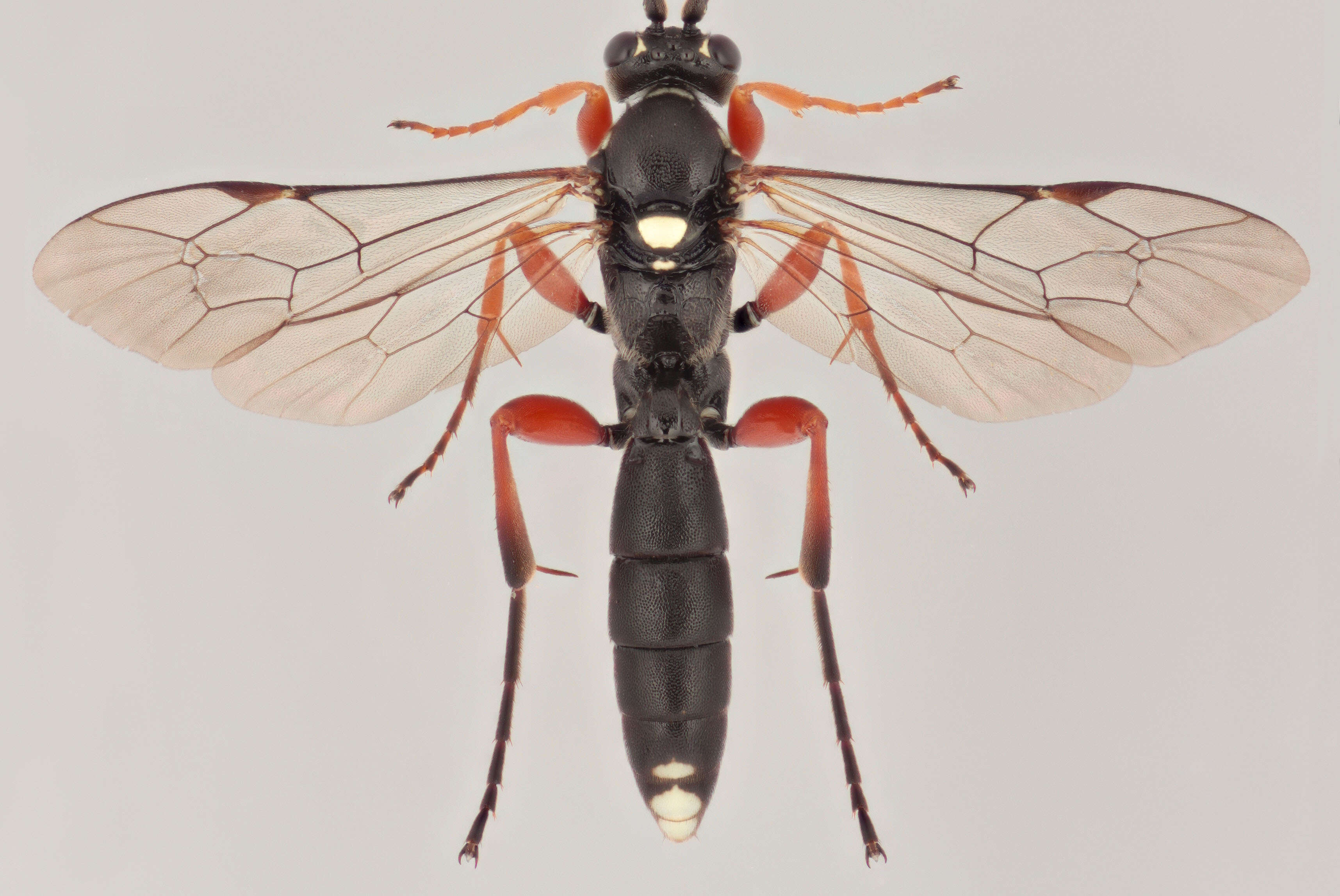 Image of Virgichneumon maculicauda (Perkins 1953)