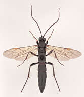 Stenichneumon culpator (Schrank 1802) resmi