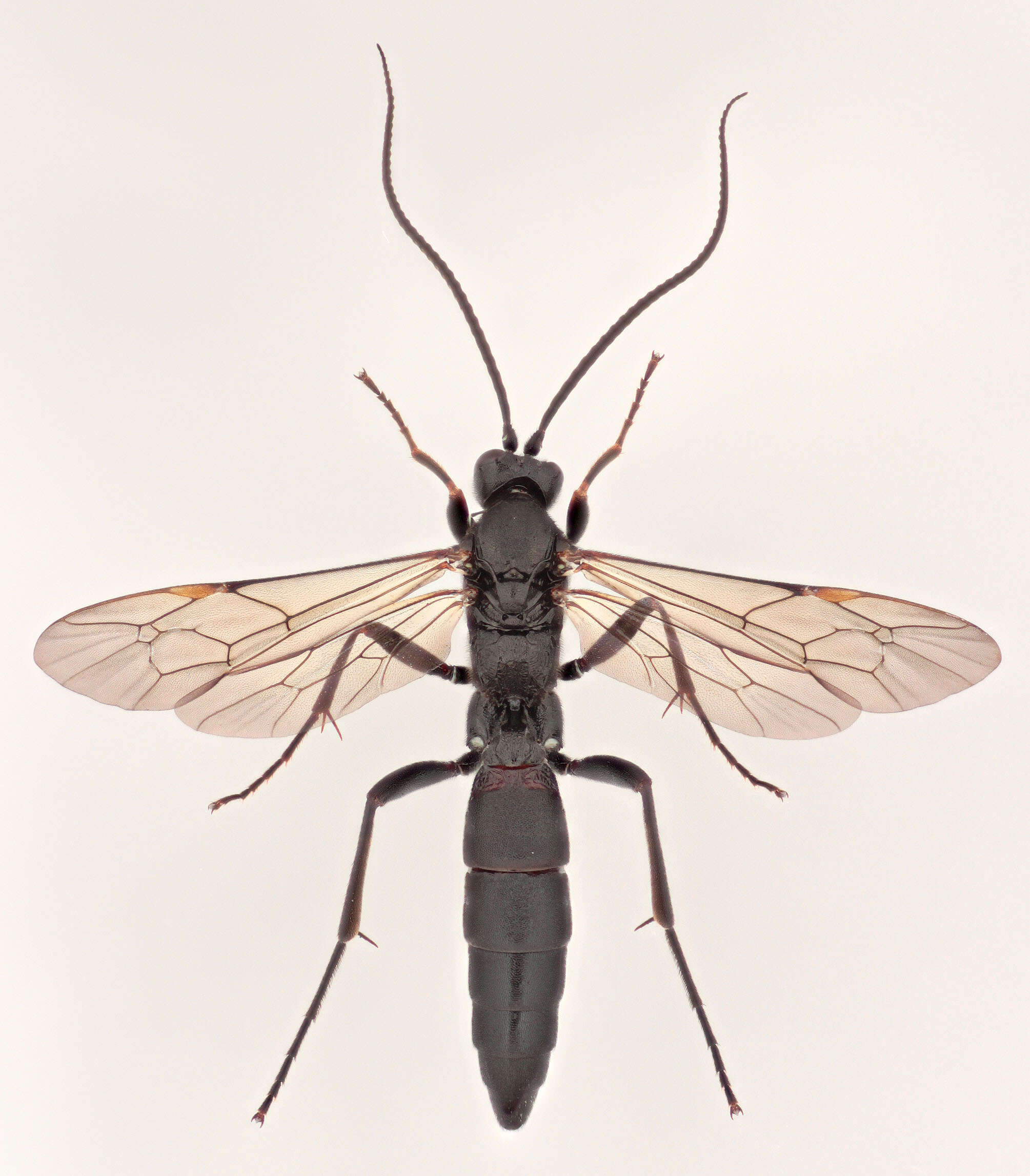 Stenichneumon culpator (Schrank 1802) resmi