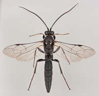 Image of Coelichneumon comitator (Linnaeus 1758)