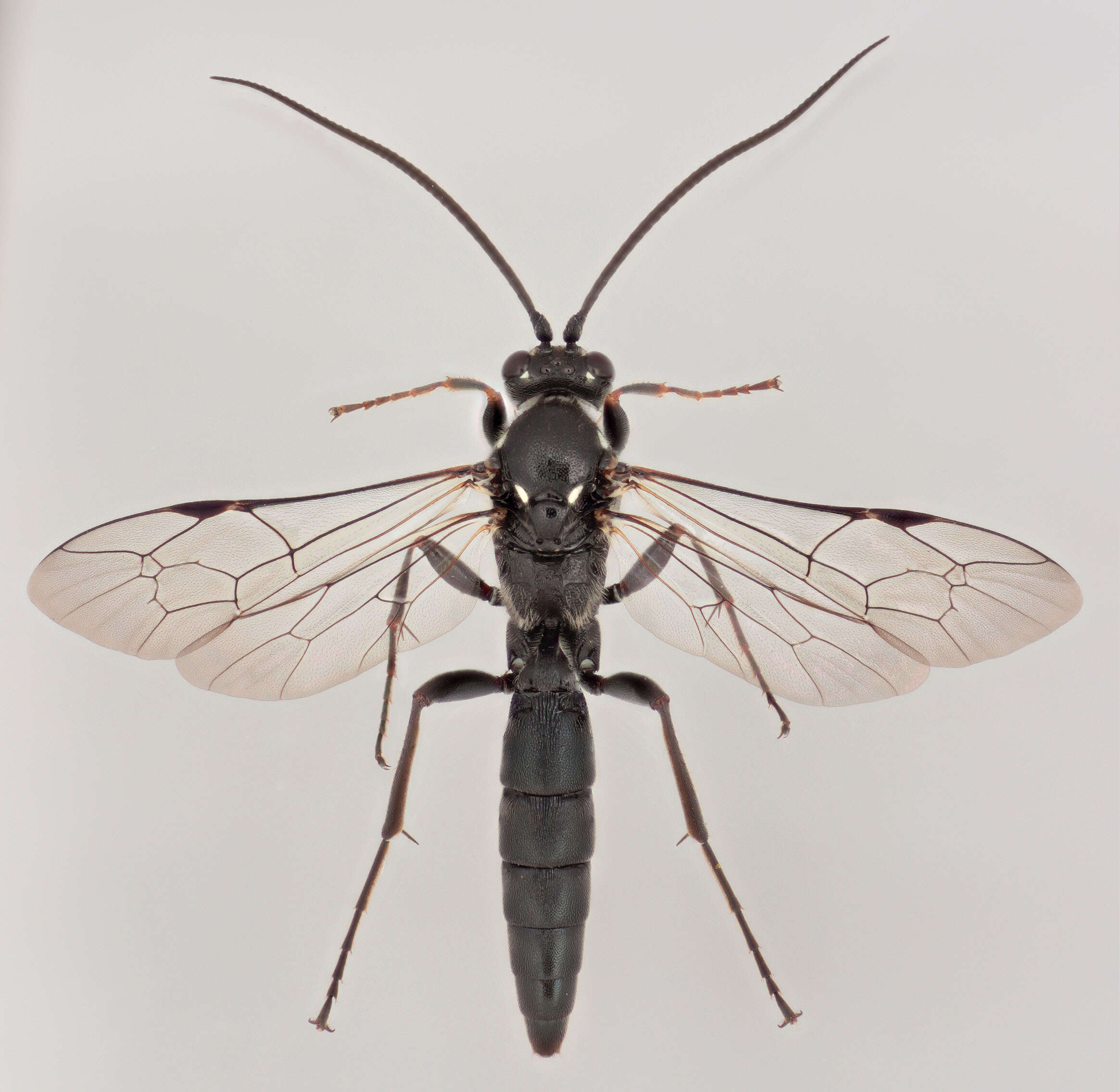 Image of Coelichneumon comitator (Linnaeus 1758)