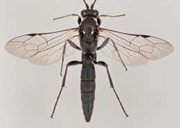 Image of Coelichneumon comitator (Linnaeus 1758)