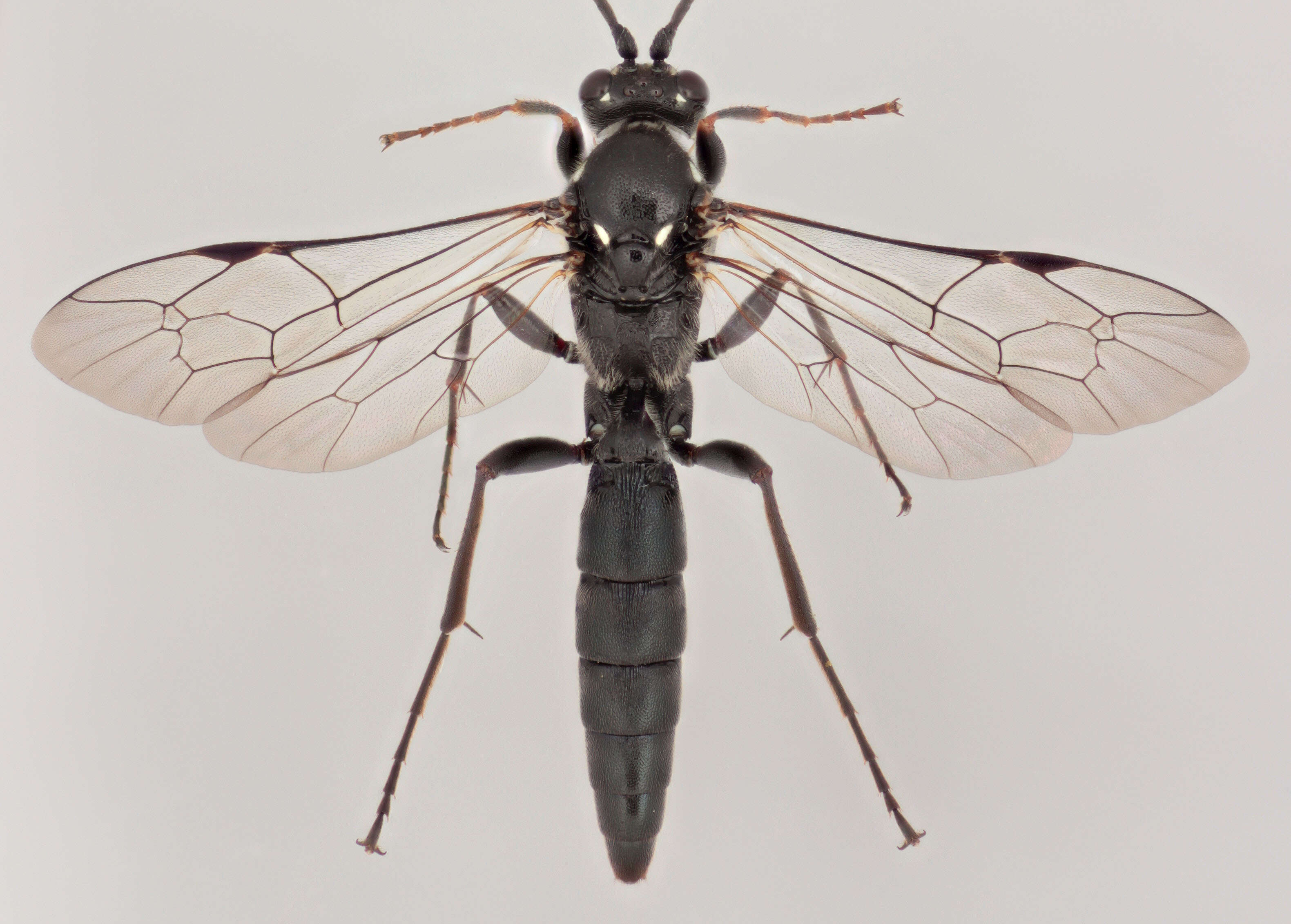 Image of Coelichneumon comitator (Linnaeus 1758)