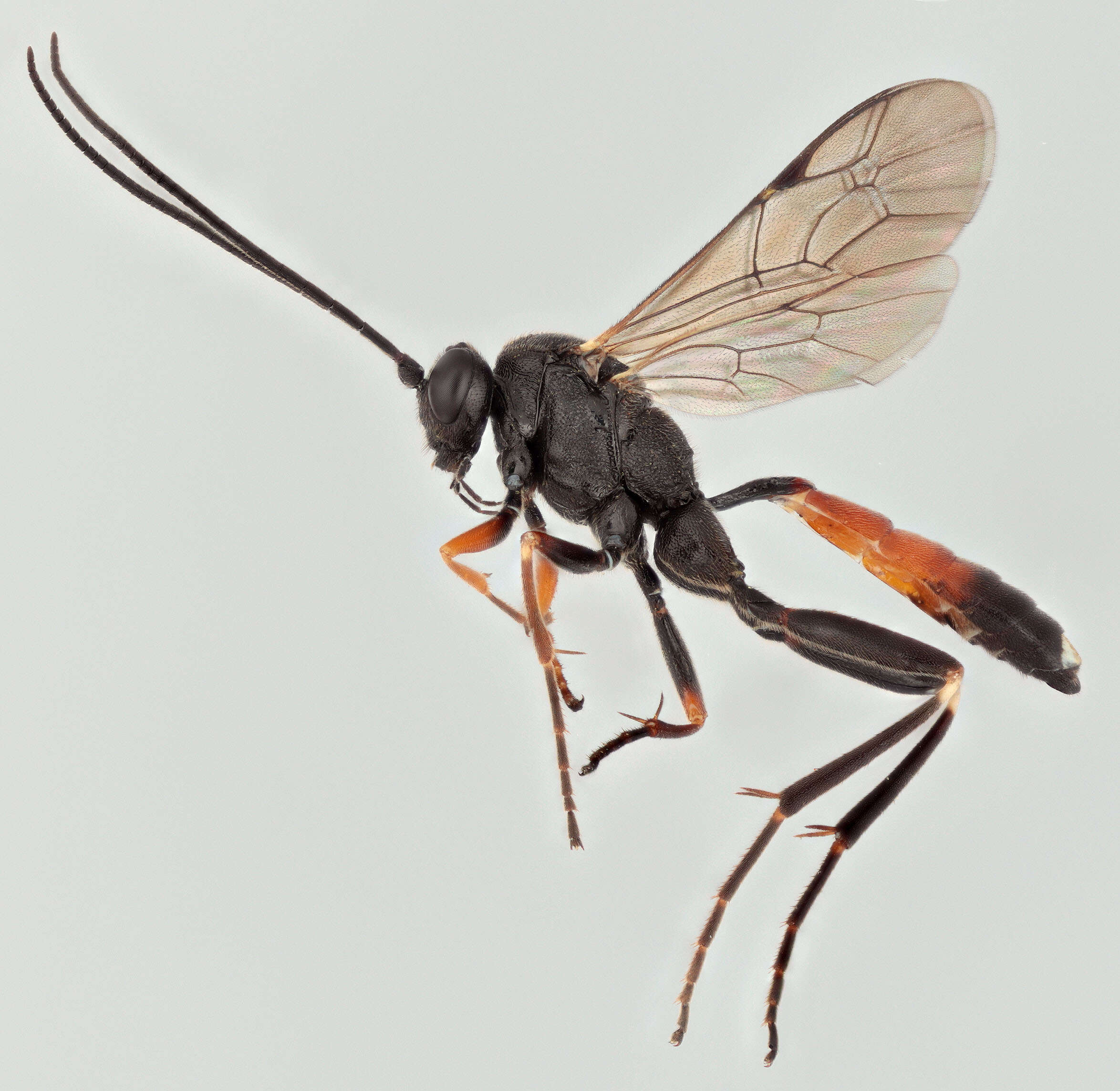 Image of Agrothereutes fumipennis (Gravenhorst 1829)