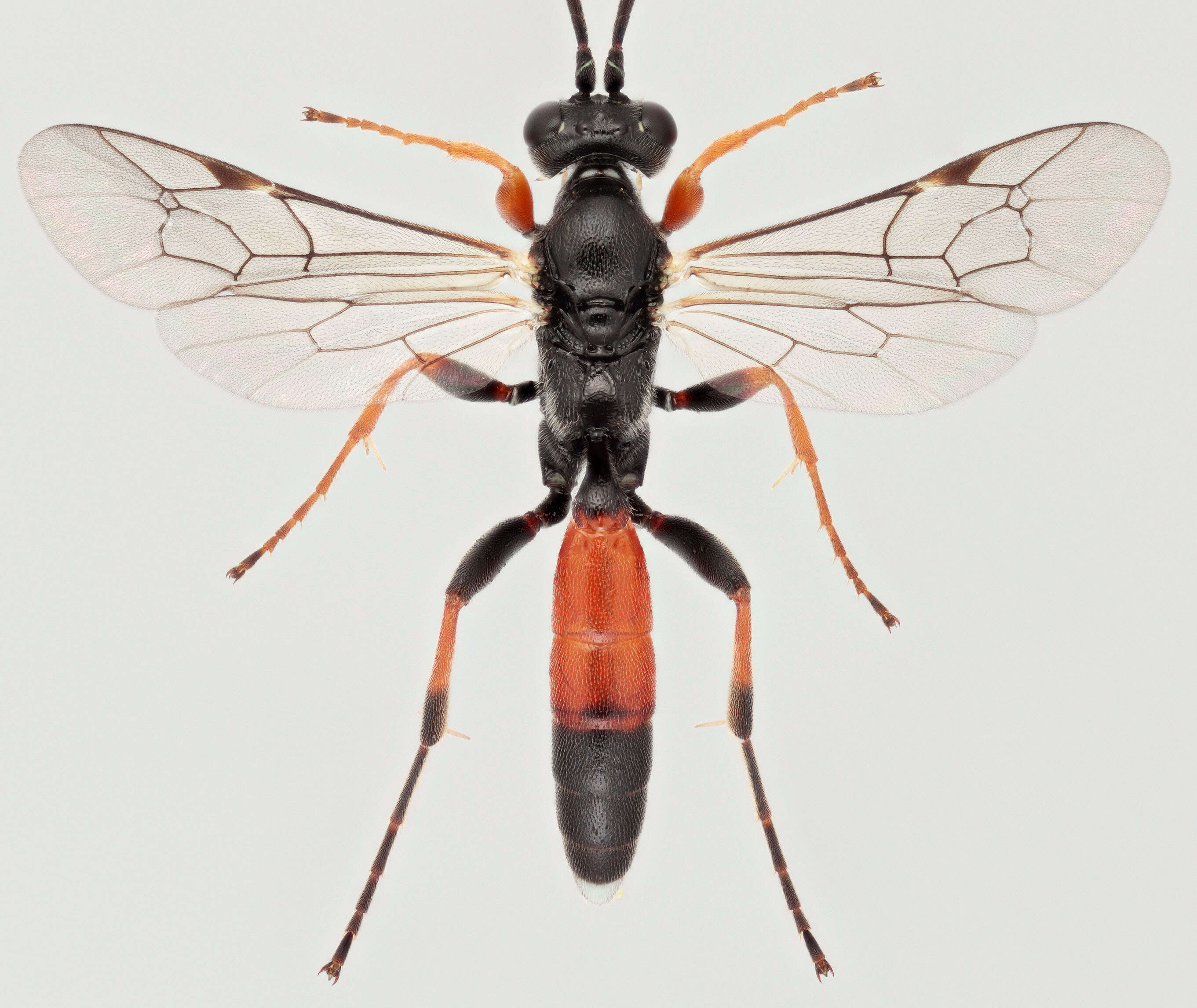 Image of Barichneumon chionomus (Wesmael 1845)