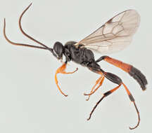 Image of Barichneumon chionomus (Wesmael 1845)