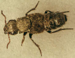 Imagem de Ontholestes murinus (Linnaeus 1758)