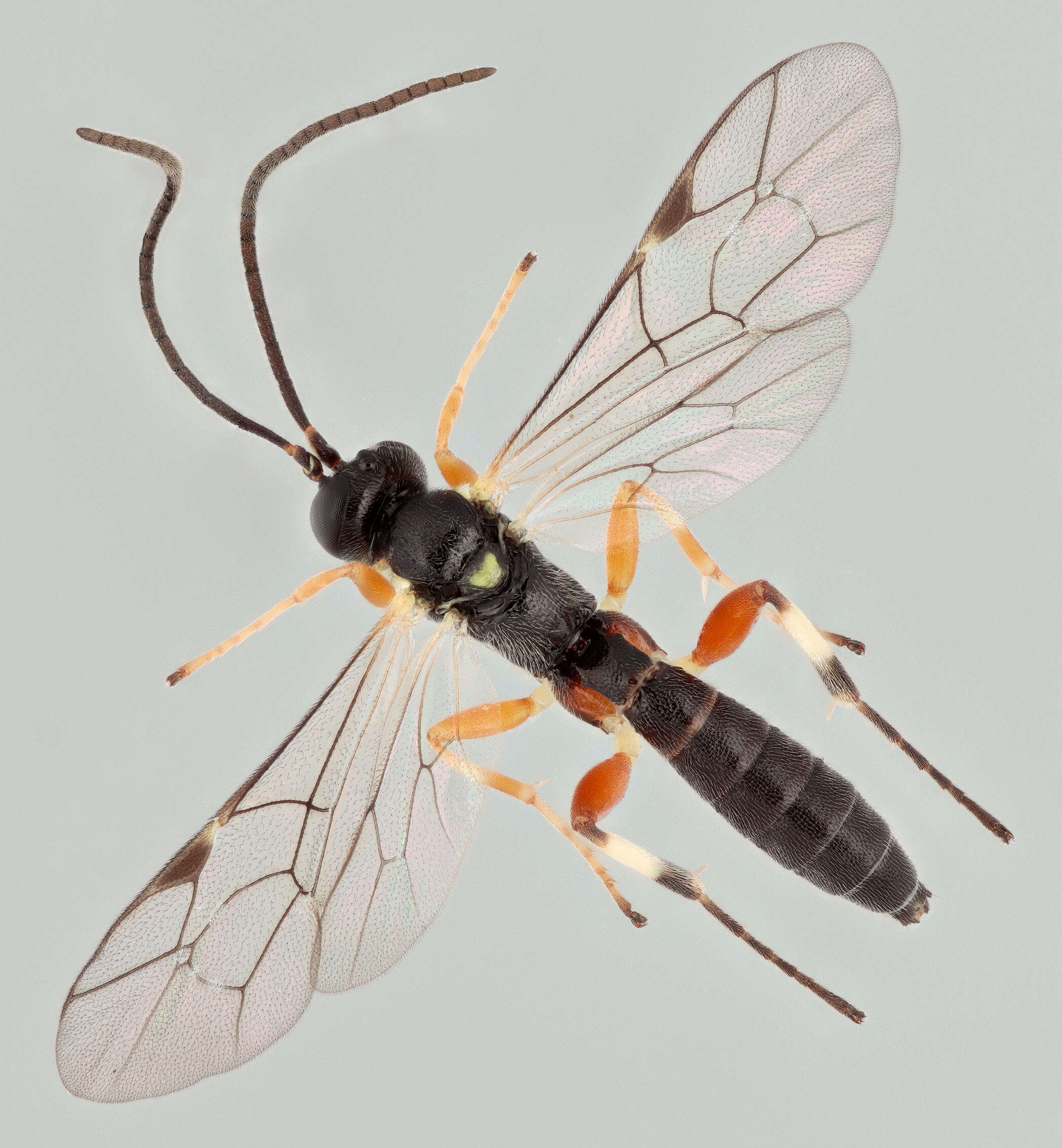 Image of Pimpla insignatoria (Gravenhorst 1807)