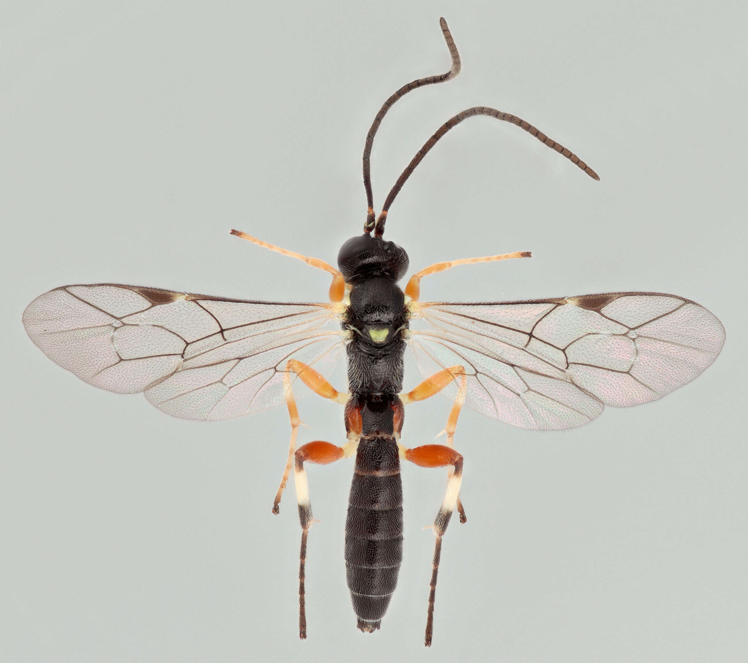 Image of Pimpla insignatoria (Gravenhorst 1807)