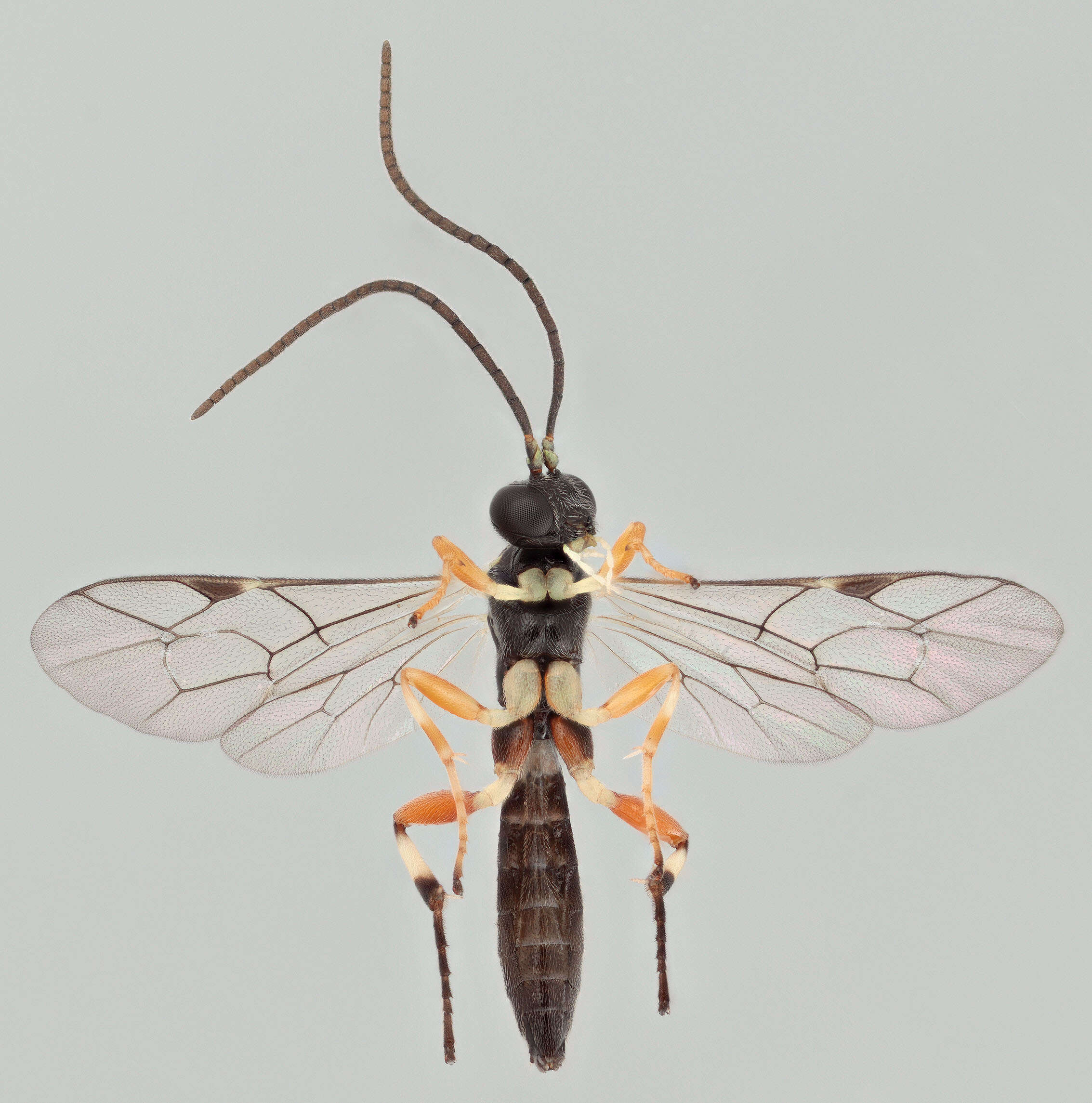 Image of Pimpla insignatoria (Gravenhorst 1807)