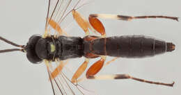 Image of Pimpla insignatoria (Gravenhorst 1807)