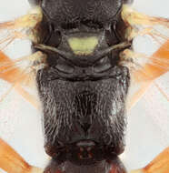 Image of Pimpla insignatoria (Gravenhorst 1807)