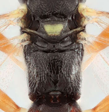 Image of Pimpla insignatoria (Gravenhorst 1807)