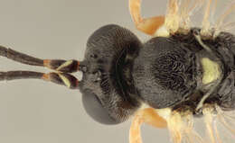 Image of Pimpla insignatoria (Gravenhorst 1807)