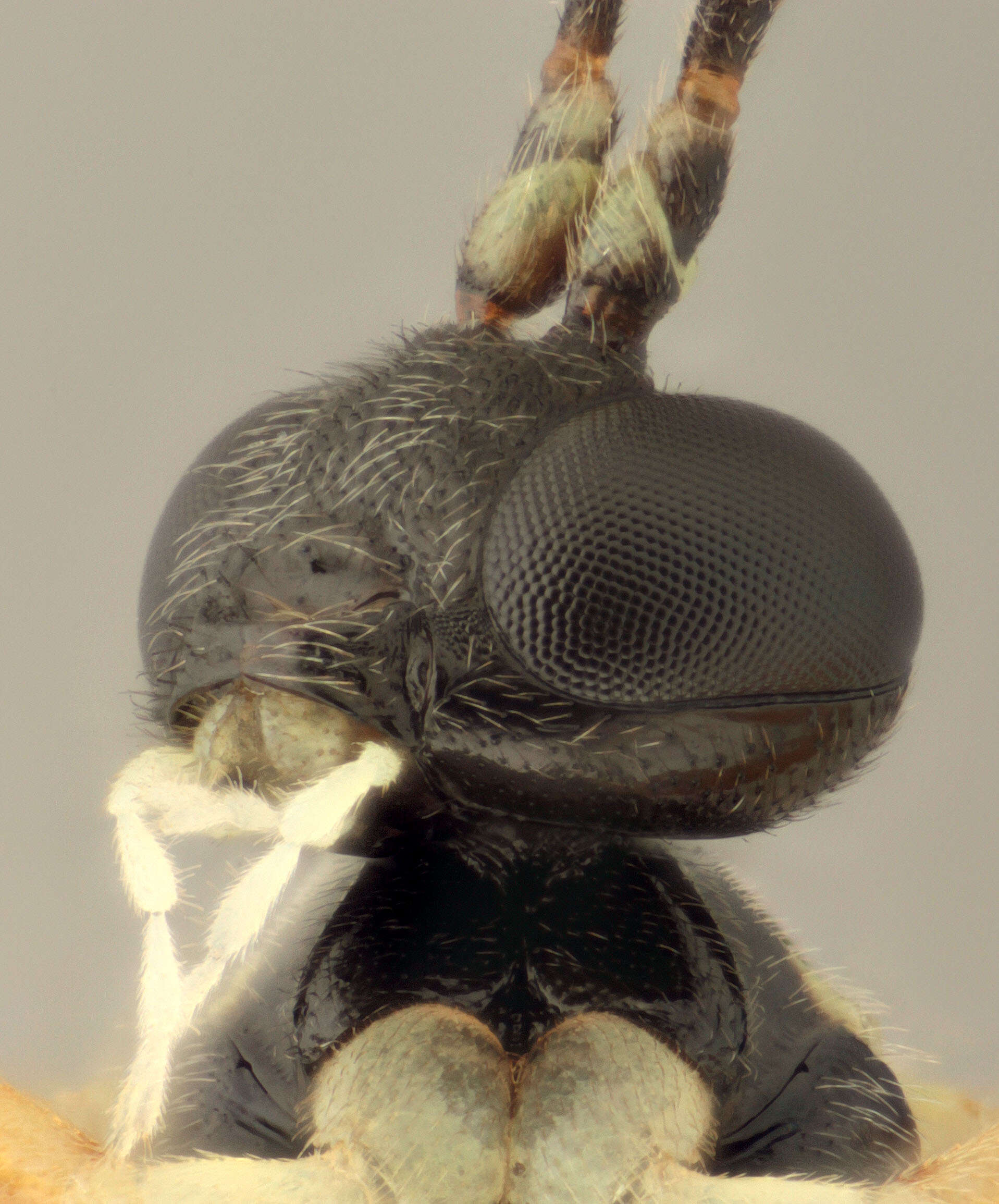 Image of Pimpla insignatoria (Gravenhorst 1807)