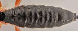 Sivun Zaglyptus varipes (Gravenhorst 1829) kuva