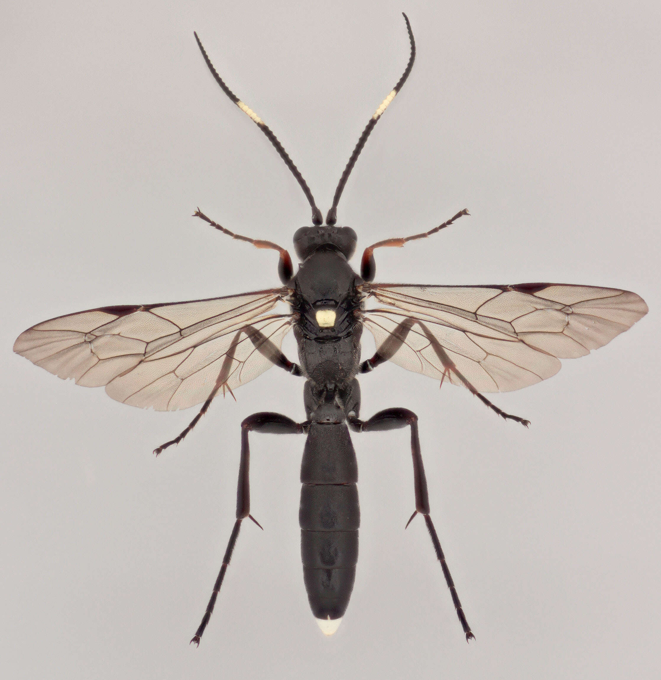 Image of Vulgichneumon saturatorius (Linnaeus 1758)