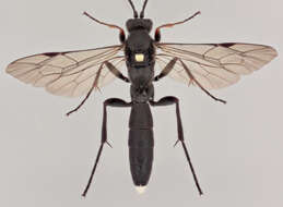 Image of Vulgichneumon saturatorius (Linnaeus 1758)