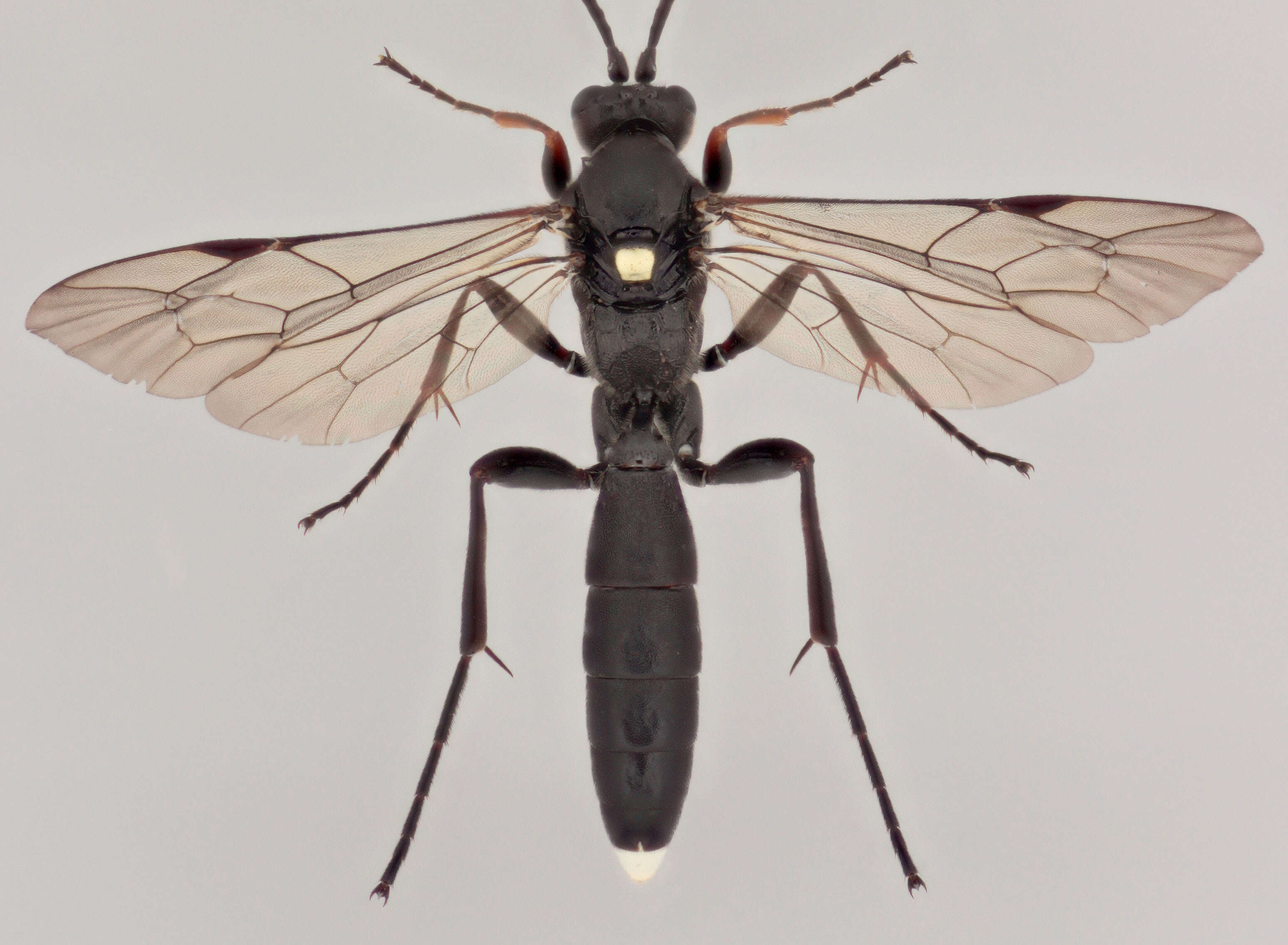 Image of Vulgichneumon saturatorius (Linnaeus 1758)