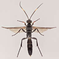 Image of Vulgichneumon saturatorius (Linnaeus 1758)