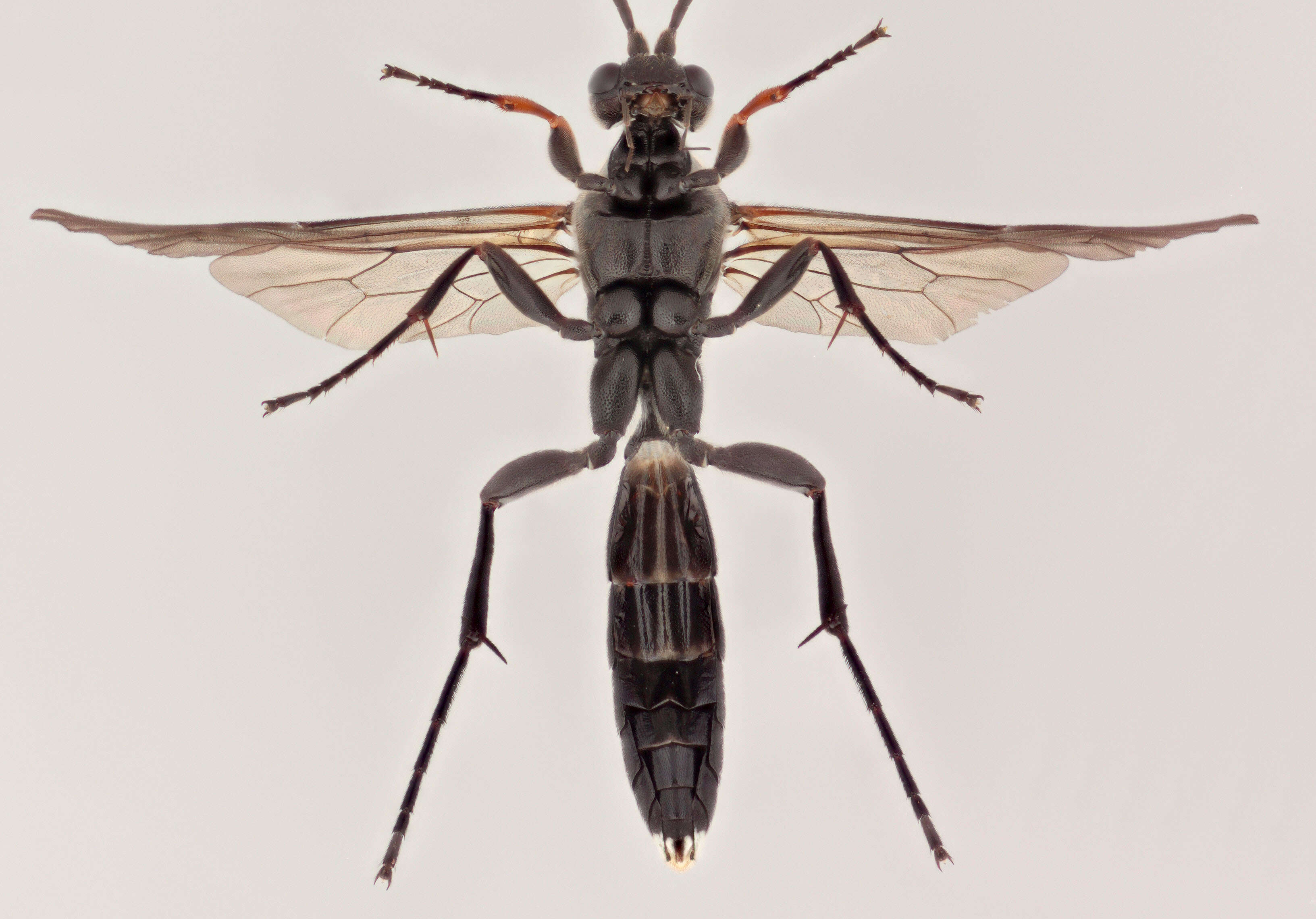 Image of Vulgichneumon saturatorius (Linnaeus 1758)