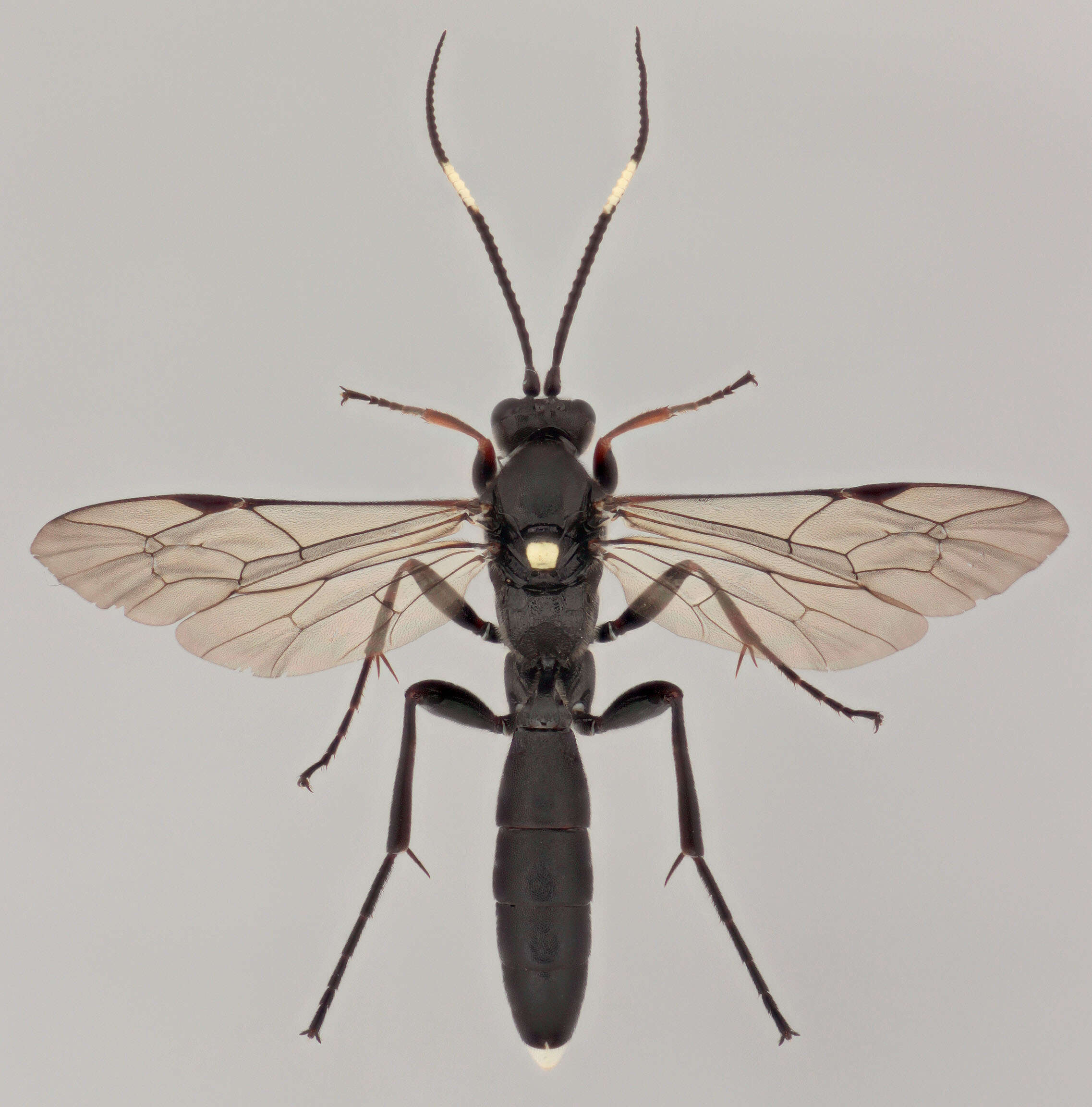 Image of Vulgichneumon saturatorius (Linnaeus 1758)