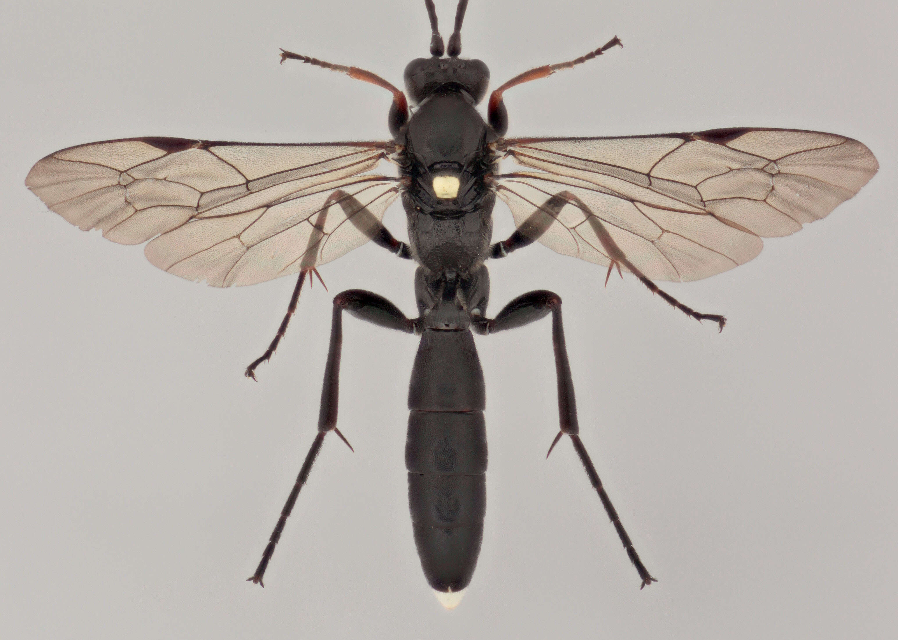 Image of Vulgichneumon saturatorius (Linnaeus 1758)