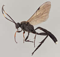 Image of Vulgichneumon saturatorius (Linnaeus 1758)