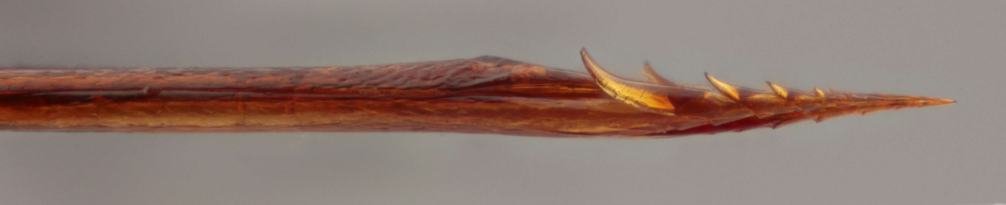 Sivun Zaglyptus varipes (Gravenhorst 1829) kuva