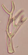 Image of Peronospora violacea