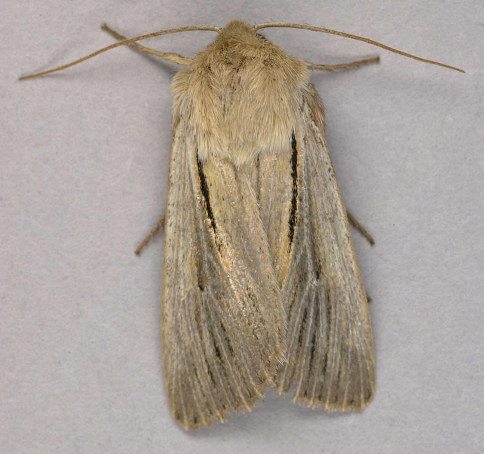 Image of shoulder-striped wainscot