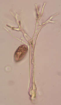 Image de Peronospora violacea