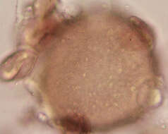 Image of Peronospora violacea