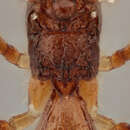 Image of Chasmodon apterus (Nees 1812)