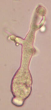 Image de Peronospora violacea