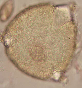 Image of Peronospora violacea