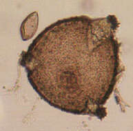 Image of Peronospora violacea