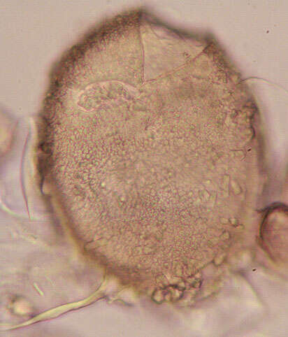 Image of Peronospora violacea