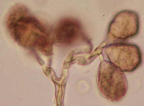 Image de Peronospora violacea