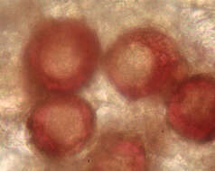 Image of Peronospora violacea