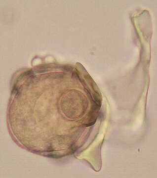 Image of Peronospora violacea