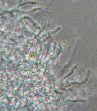 Слика од Radulomyces confluens (Fr.) M. P. Christ. 1960